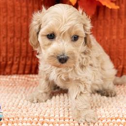 Cowboy - Apricot male Maltipoo puppy in Salt Lake City, Utah from My Doodle Puppy