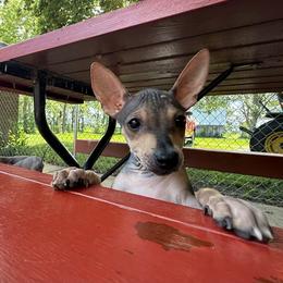 Marley - Black and tan female American Hairless Terrier puppy in Buckingham, Illinois from Gaus Hof