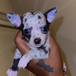 Chihuahua Puppies from Lawinski’s Chihuahua World