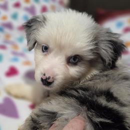 Jasper - Blue merle male Miniature American Shepherd puppy in Delta, Ohio from Sunrise Miniature American Shepherds