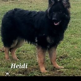 Heidi - German Shepherd