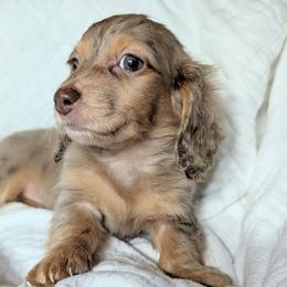 Pete - Dapple male Dachshund puppy in Unadilla, Georgia from Hamsley's Puppy Palace
