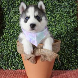 Purple - Black and white female Siberian Husky puppy in York, Pennsylvania from Spalla Pups