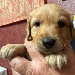 Boy 5 - Golden male Golden Retriever puppy in Princeton, Minnesota from Bewitched Goldens