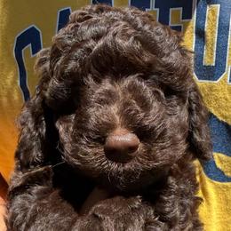 BART - Chocolate male Labradoodle puppy in Lancaster, California from Mini Doodles