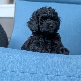 Blue Boy - small mini seal color, short muzzle - Black male Whoodle puppy in Kalispell, Montana from Countryman Whoodles