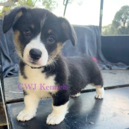 Purple - Black and tan female Pembroke Welsh Corgi puppy in Baker, Florida from CWJ Kennels