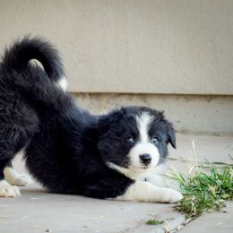 Border Collie Puppies from Shill Border Collies