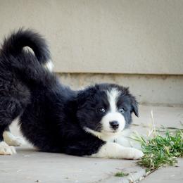 Border Collie Puppies from Shill Border Collies