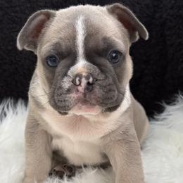 French Bulldog Puppies from Top Billin' Frenchies, LLC