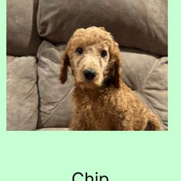AKC  Standard poodle Chip - Red  male Poodle puppy in Harrisburg, Arkansas from Ransone’s Ridge Runners Poodles and Doodles
