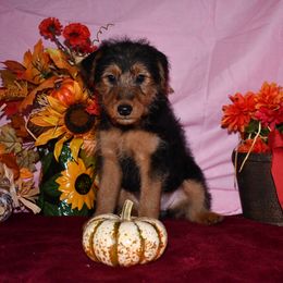 Mystic - Black and tan female Welsh Terrier puppy in Draper, Virginia from Shady Oaks WFT