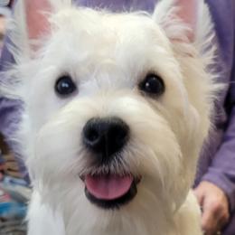 West Highland White Terrier All Grown Up from Dixieland Westies