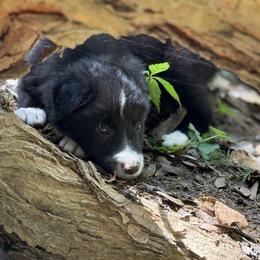 Finn - Black and white male Border Collie puppy in Paris, Texas from Broadmoor Farm