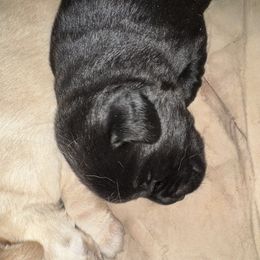 Molly - Black female Labrador Retriever puppy in Centreville, Maryland from Barbihaus Kennels