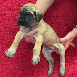 Red collar - Fawn male Great Dane puppy in Westville, Florida from Boulder View Danes