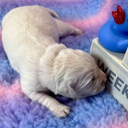 Ms Rose - Light golden Golden Retriever puppy in Denton, Texas from Farley Goldens