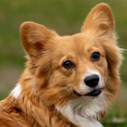 Salem - Pembroke Welsh Corgi