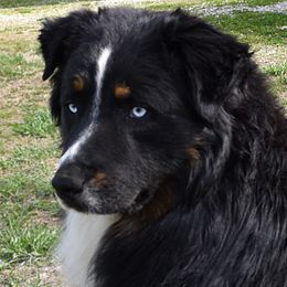 Judge - Australian Shepherd