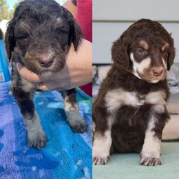 Poodle Puppies from Country Side Kennels