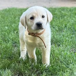 Red- Tan Collar yellow male - Yellow male Labrador Retriever puppy in Moore, Oklahoma from Okiehuntinboyz Labrador Retrievers