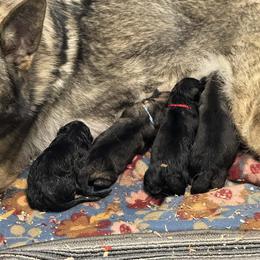 No Collar - Black female German Shepherd puppy in Hancock, New Hampshire from Kysarah German Shepherds