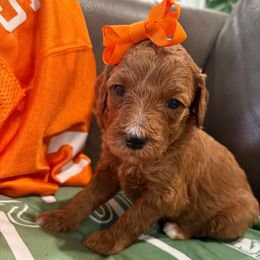 Dixie (Purple collar) - Red  female Goldendoodle puppy in Knoxville, Tennessee from Graystone Doodles