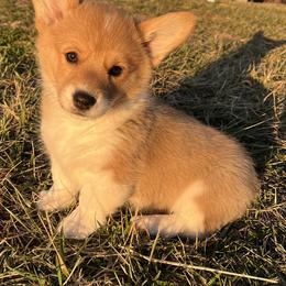 Holly - Red female Pembroke Welsh Corgi puppy in Rolla, Missouri from Chapman Corgis