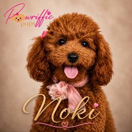 Noki - Poodle