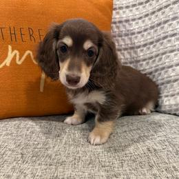 Graham - Chocolate and cream male Dachshund puppy in Fort Gibson, Oklahoma from Cooper’s Dachshunds