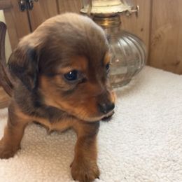 Dachshund Puppies from Bootheel Doxies
