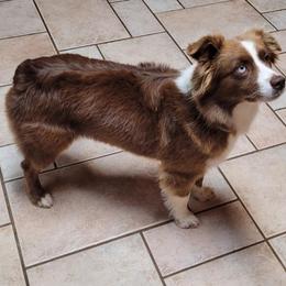 June - Miniature Australian Shepherd