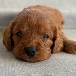 Bennie and the Jets-- - Ruby male Cavalier King Charles Spaniel puppy in Saint Augustine, Florida from STARGAZER CAVALIERS