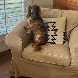 Dachshund All Grown Up from Good Neighbor Ranch Dachshunds