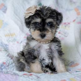 Mage - Merle female Schnoodle puppy in Grove, Oklahoma from Grand Lake Poodles & Doodles