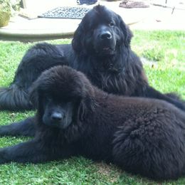 Newfoundlands from Acqua Terra Newfoundlands