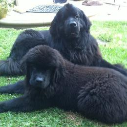 Newfoundlands from Acqua Terra Newfoundlands