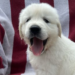 Boy 2 - Golden Retriever puppy in South Carolina from Carolina Point Retrievers