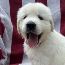 Boy 2 - Golden Retriever puppy in South Carolina from Carolina Point Retrievers
