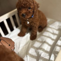Max - Red  male Poodle puppy in Anaheim, California from SoCal Toy Poodles