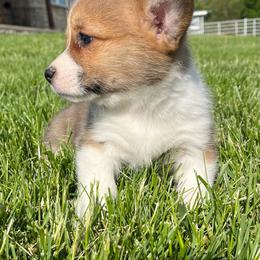 Shell - White and red female Pembroke Welsh Corgi puppy in Rolla, Missouri from Chapman Corgis