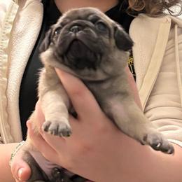 Galahad (Orange Collar) - Fawn male Pug puppy in Frisco, Texas from RD Pugs