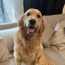 Lucky - Golden Retriever