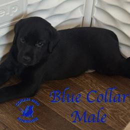 First Pick Black Male - Black male Labrador Retriever puppy in Greater Houston Area, Texas from Coram Deo Retrievers