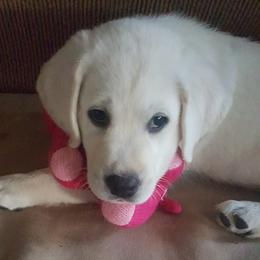Girl 1 - Yellow female Labrador Retriever puppy in Arizona from Lily's White Labs
