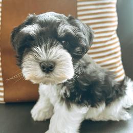 Chip - Parti male Miniature Schnauzer puppy in Cheney, Washington from Rolling Hills Schnauzers