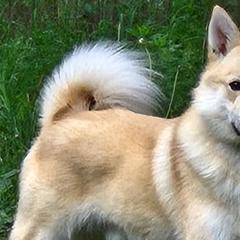 Norwegian Buhunds from Zodiac ranch