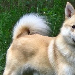 Norwegian Buhunds from Zodiac ranch