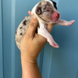 Red Merle Female - Patch - Red merle female Aussiedoodle puppy in Spring Hill, Florida from Pawprint Dreams Boarding and Kennel