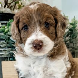 Aussiedoodles, Bernedoodles, and Goldendoodles from Gunstock Doodles